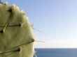 Cactus with needles