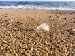 Feather of a bird in sea sand