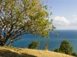 Pistachio tree