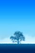blue lonely tree