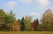 Colored Trees