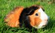 Guinea Pig