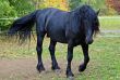 Black Stallion