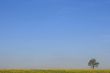 Lonely Tree