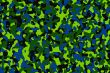 Green camouflage