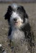 puppy bearded collie