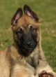 puppy belgian shepherd
