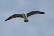 flying seagull