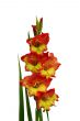 sword lily