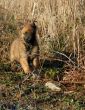 running puppy malinois