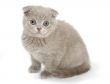 kitty look on you