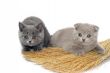 Two small kitties