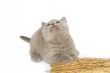 kitty look up