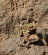 pair frog