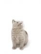 kitty look up