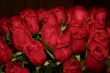 red roses