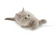 kitty look up
