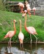 Three pink flamingo