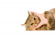 Young cat is hugging the hand