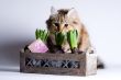 Cat is sneaking behind the flower