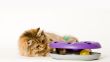Young cat is playing with his toy