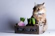 Young cat and a flower