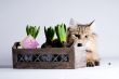 Young cat behind the flower