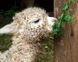Baby Lama in Peru