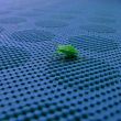 Green Shield Bug - Palomena prasina