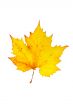 One maple leaf