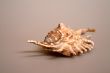 Nice Shell