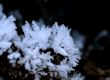 ice flower
