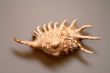 Nice Shell