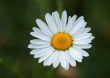 marguerite