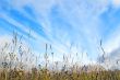 Among an autumn grass.