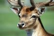 Deer Face