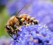 How to get a BUZZ
