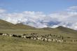 flock of sheep grazing in the field, Altay