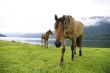 Altay, morning visitors, mare and colt