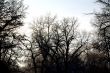 view of defoliated forest