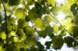 Sunny forest canopy