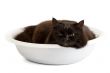 black cat in a basin isolated