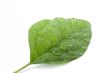 leaf with water drops isolated