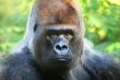 Gorilla Head