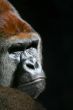 Gorilla Looking