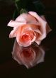 Red rose.