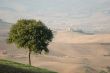 Tree in Tuscany