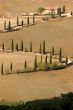 Tuscan landscape with cypress