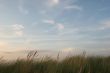 Green grass, blue sky