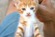 Kitten